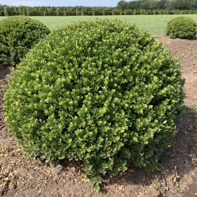 Ilex bollen snoeivormen